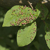 gall Phyllocoptes eupadi